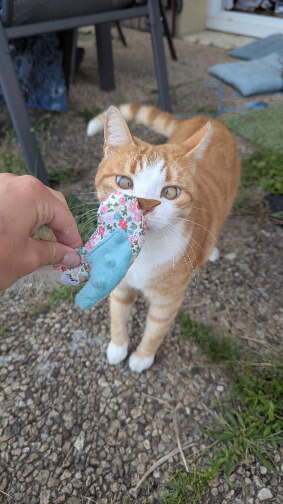 Petit oiseau sensoriel – Jouet pour chat