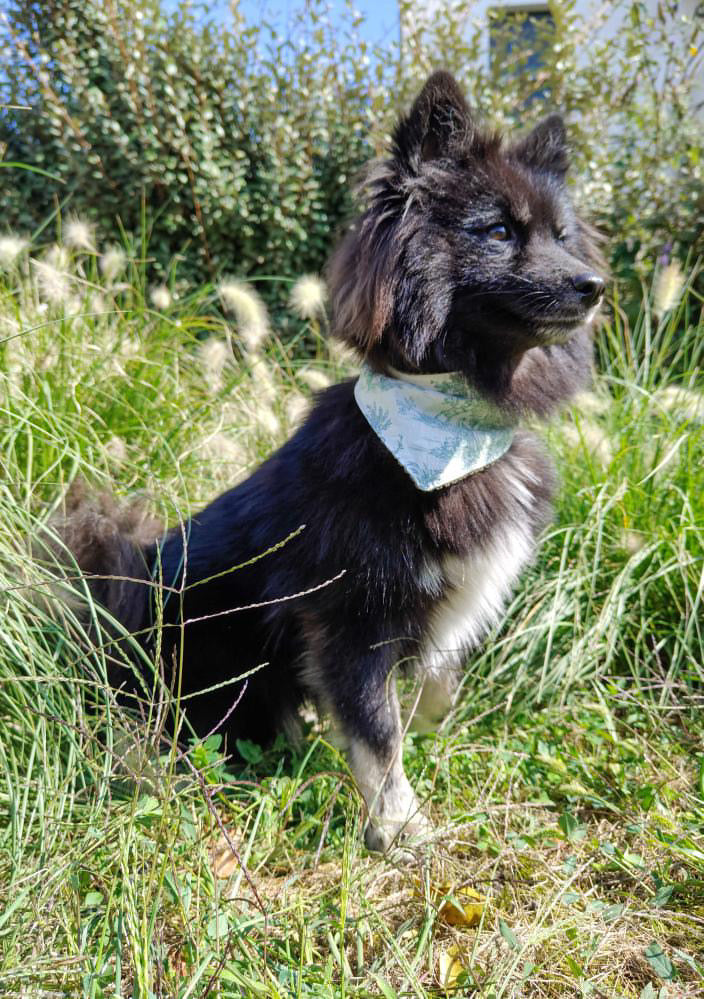 Bandana Collection La belle époque