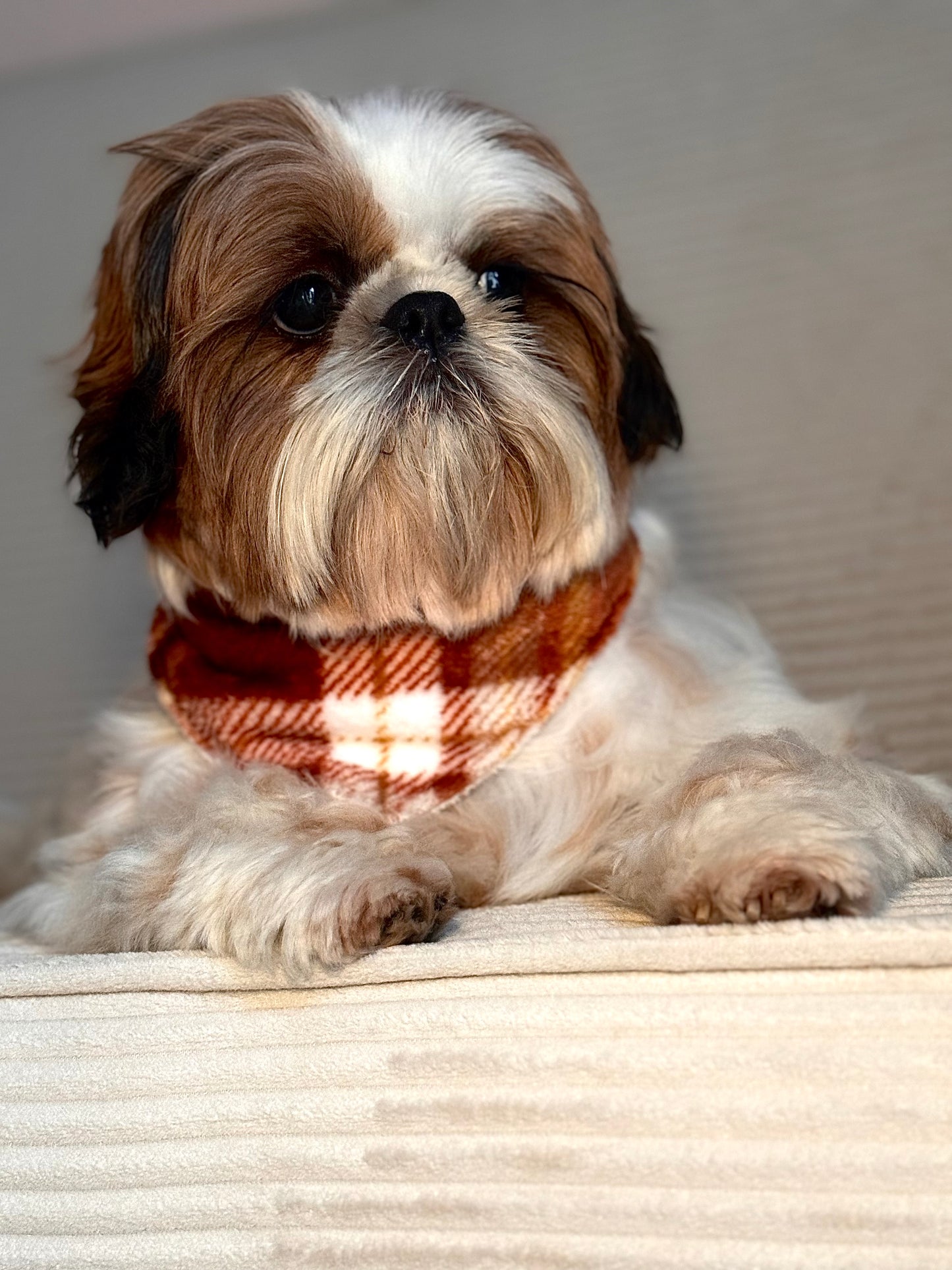 Bandana Collection Chaleur Rustique