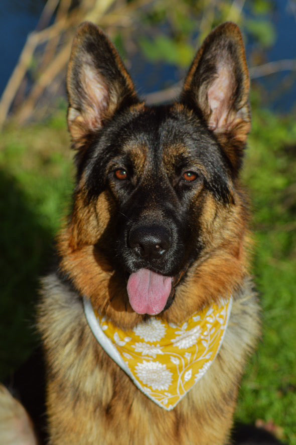 Bandana Collection Livy
