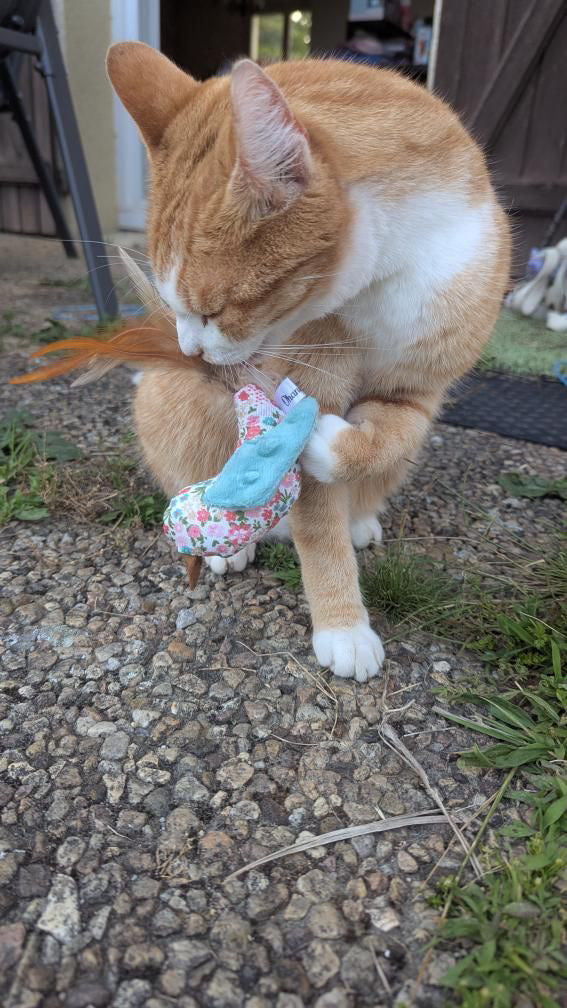 Petit oiseau sensoriel – Jouet pour chat