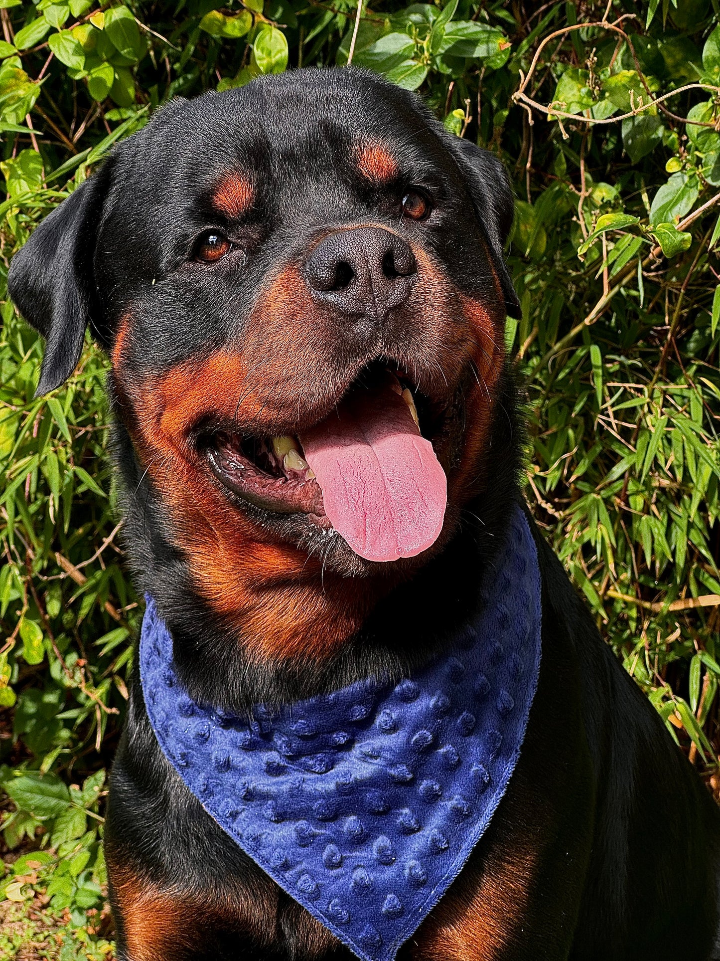 Bandana Vichy