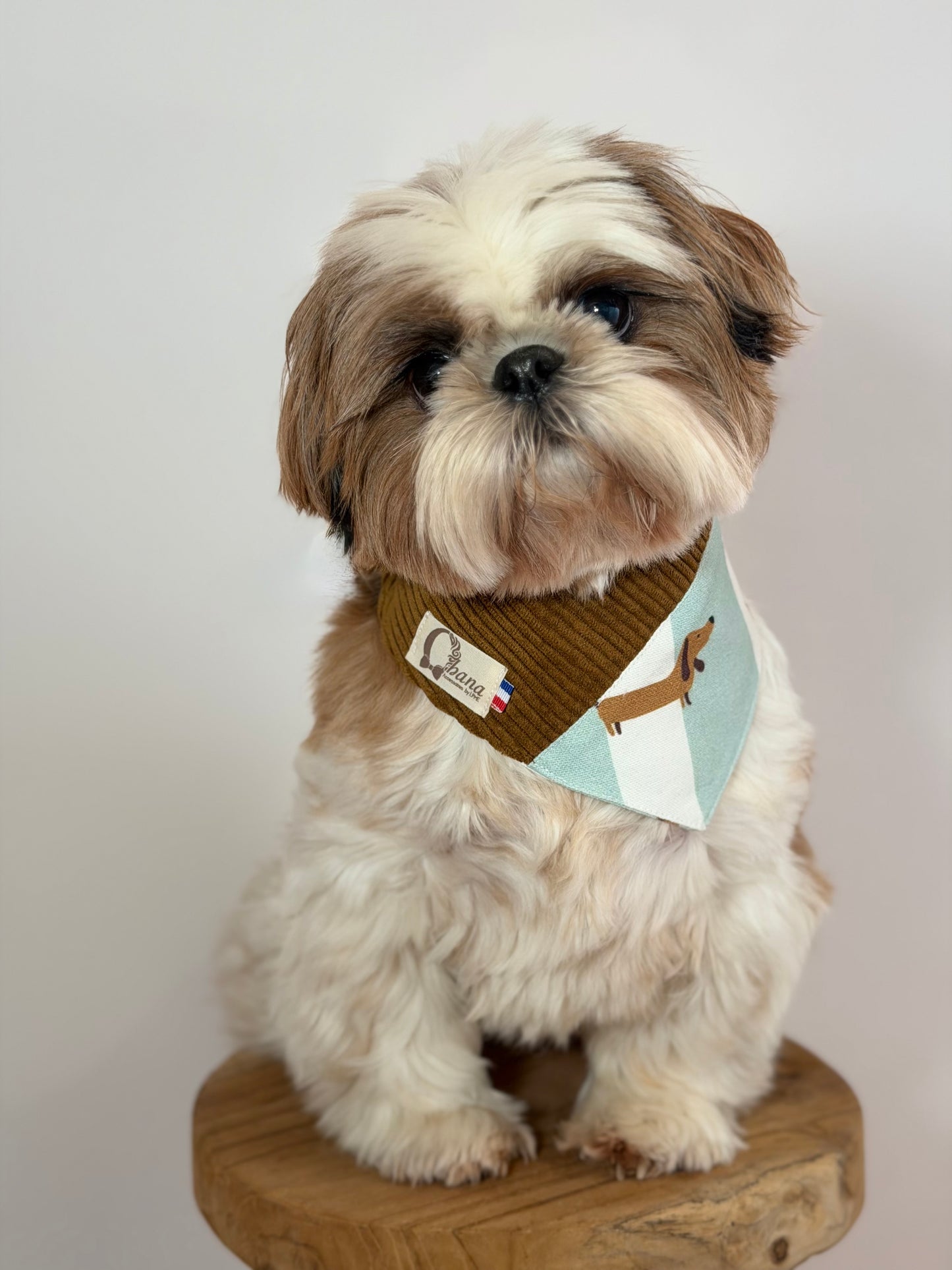 Bandana les pt’its teckels