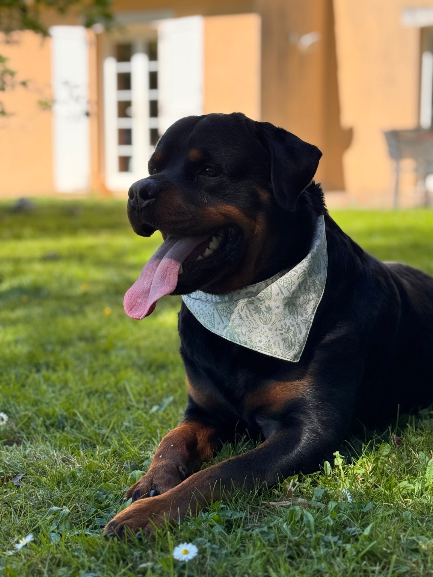 Bandana savane