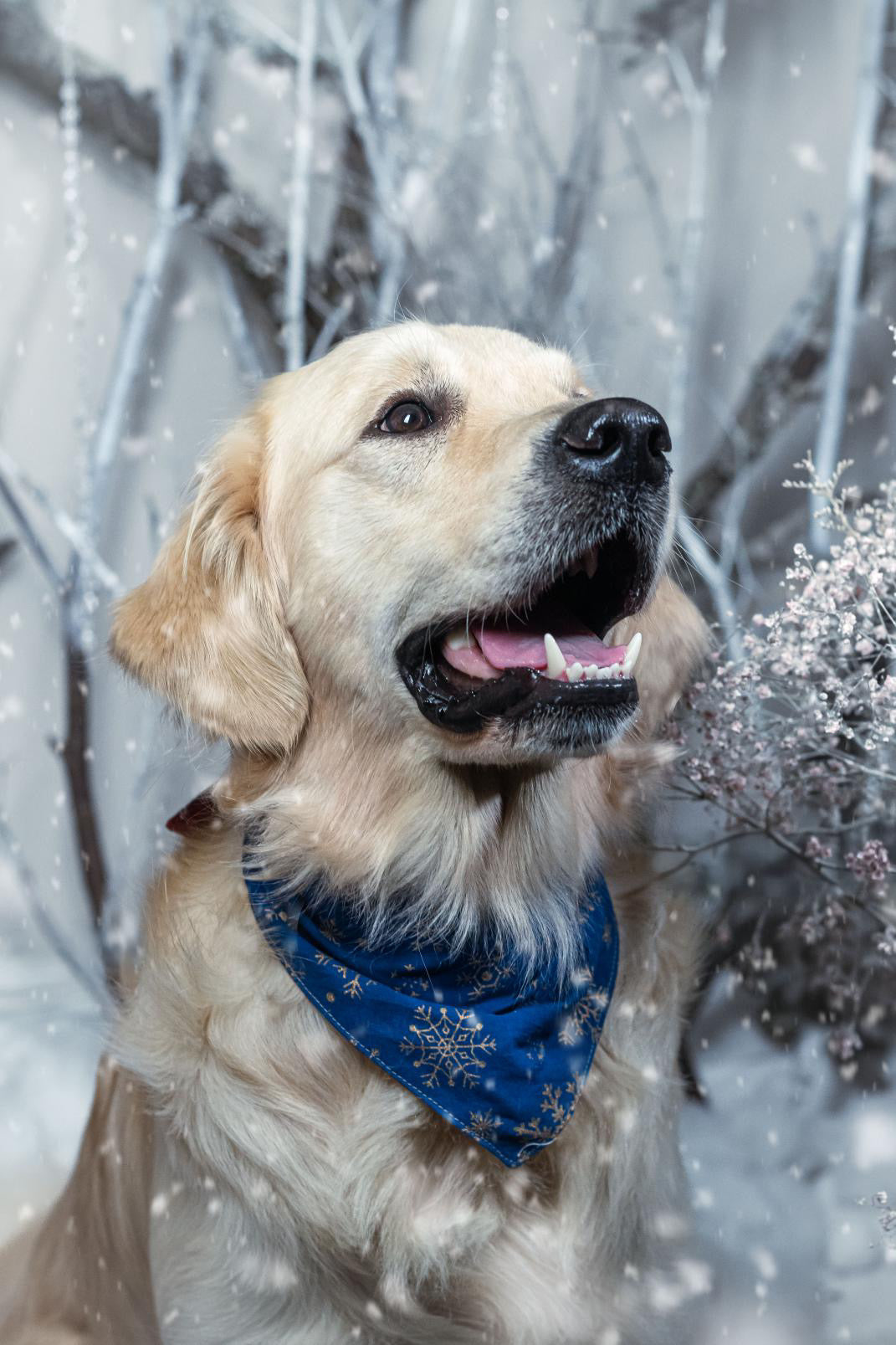 Bandana de Noël flocon étoilé