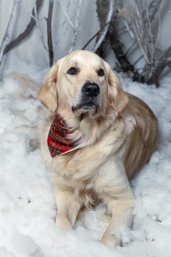 Bandana Noël