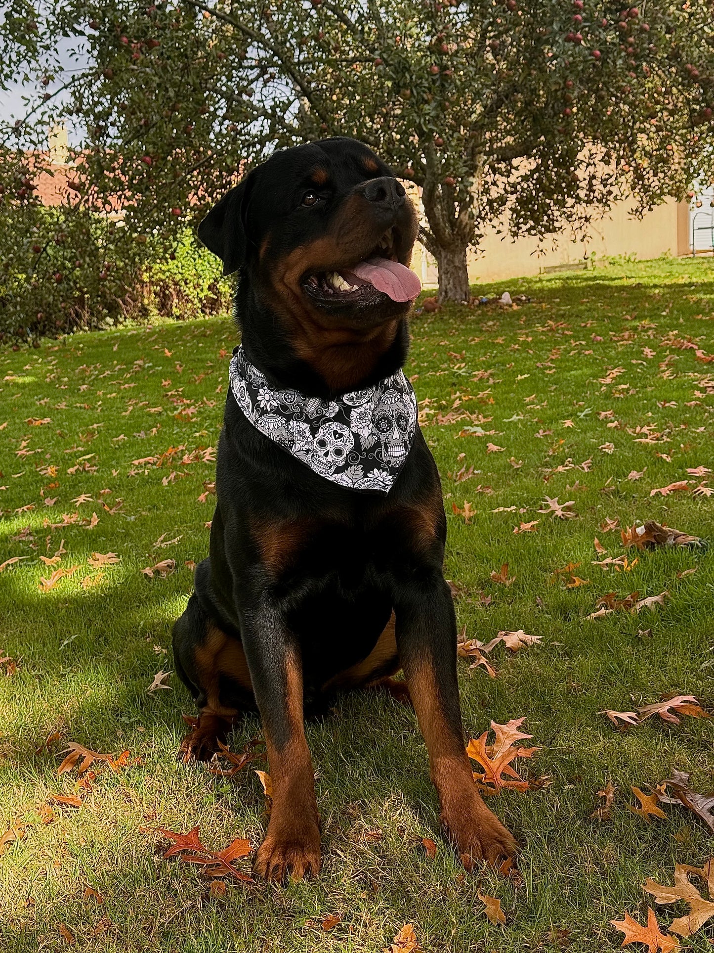 Bandana calavera