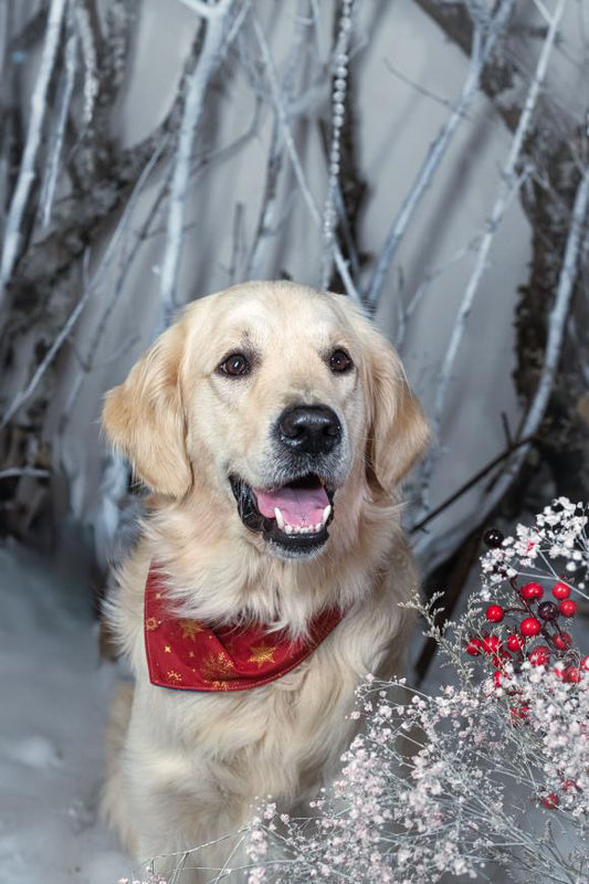 Bandana de Noël flocon étoilé